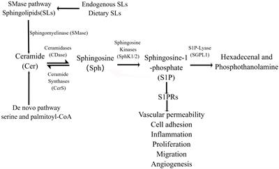 Role of sphingosine 1-phosphate (S1P) in sepsis-associated intestinal injury